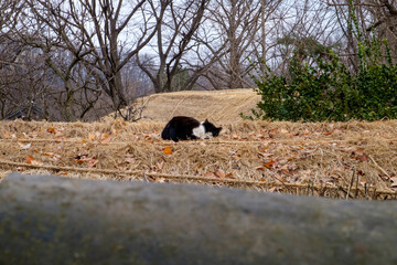 Cat sleeping on a straw rooftop in a historical village