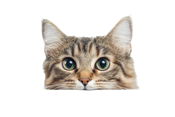 Curious tabby cat playfully peeking over blank white edge, high-resolution PNG cut-out on transparent background perfect for web banners, social media graphics and e-commerce overlays