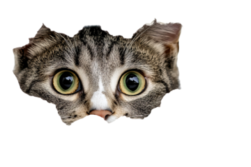 Curious tabby cat playfully peeking over blank white edge, high-resolution PNG cut-out on transparent background perfect for web banners, social media graphics and e-commerce overlays