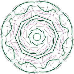 pink rose on a white background