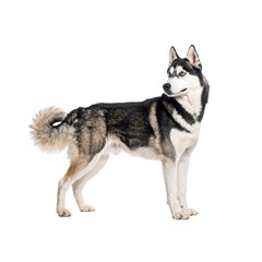 Fototapeta premium A Siberian Husky stands alert, showcasing its thick fur, curled tail, and piercing blue eyes.