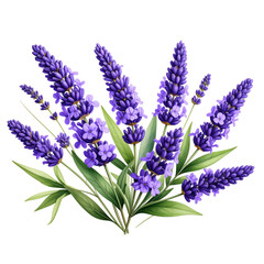 Obraz premium A detailed illustration of blooming purple lavender flowers with green leaves arranged in a natural, vibrant cluster.
