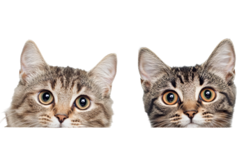 Curious tabby cats peeking playfully over an edge on transparent background — high-resolution PNG cutout ideal for web banners, pet-themed social media graphics, and e-commerce overlays