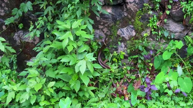 Indian rat snakes mating together in the outdoor