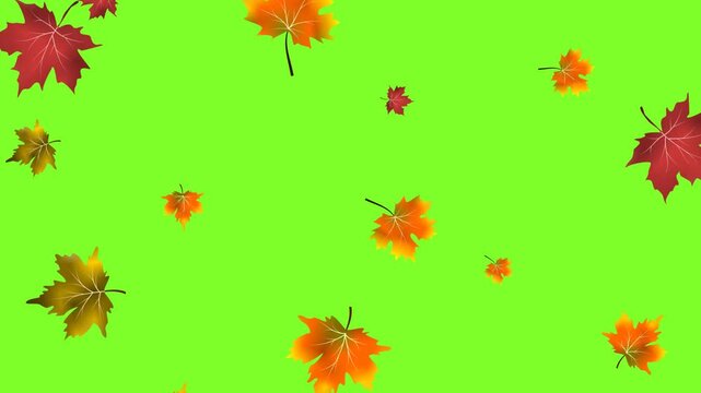 Falling autumn leaves video with a green screen, Down fall maple animation background.