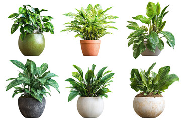 Fototapeta premium Assorted indoor houseplants in stylish ceramic planters isolated on white — high-resolution PNG cut-out ideal for botanical design and eco-lifestyle branding