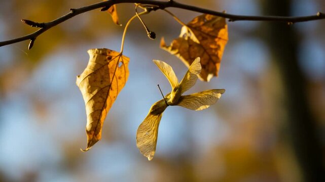 Hanging Autumn Leaf and Seed Pod Close Up Nature Still Life