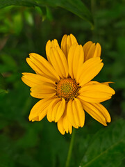 Vibrant Yellow False Sunflower Against Green Background