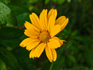 Bright Yellow False Sunflower in Green Foliage