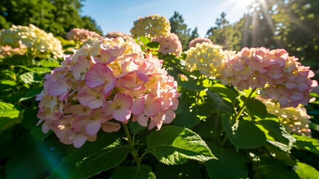 Outdoors, Hydrangea paniculata is in bloom, featuring the Vanille Fraise panicled hydrangea with its pink and white flowers in a summer garden