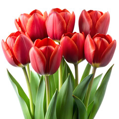 bunch of red tulips on transparent background