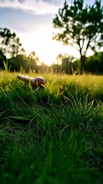 Vintage wooden croquet mallet resting in tall green grass during golden hour sunshine with a blurred background of trees and a warm sky.