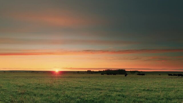 A Beautiful and Serene Sunset Casting Warm Colors Over a Pasture Home to Grazing Cattle Time lapse.