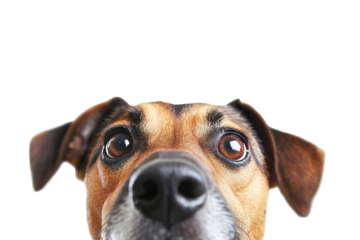 Curious dog peeking over edge on transparent background — high-resolution PNG cut-out perfect for web banners, pet-themed social posts, e-commerce overlays, and veterinary marketing visuals