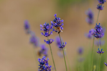 Blooming lavender field in the open air. Floral background. Landscape with purple flowers. Fragrant landscape on a summer day. Plant that attracts bees and insects. Landscape meadow.