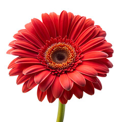 red gerber daisy on transparent background