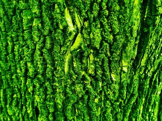 THE BEAUTY OF ABSTRACT ARTISTIC WOOD SURFACE TEXTURE