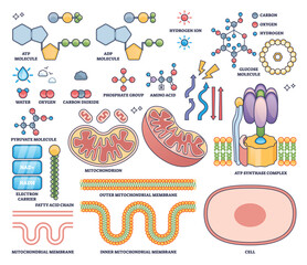 ATP production visualizes mitochondria, ATP synthase, and molecular structures essential for cellular energy in an outline style collection. Outline style collection