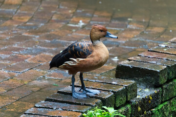 The rainy duck