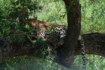 Leopard or gepard? © Kai