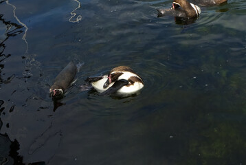 A little penguin family
