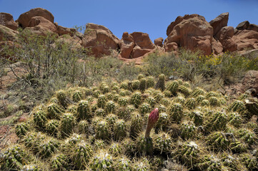 Spring Cactus with Large White and Pink Flowers in Bloom in In the Argentine deserts. Soehrensia or echinopsis candicans