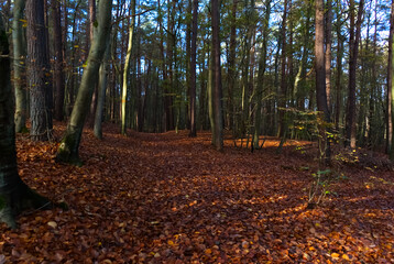 The autumn is coming