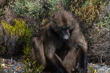 the thoughtful monkey