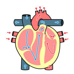 心臓の循環のイラスト