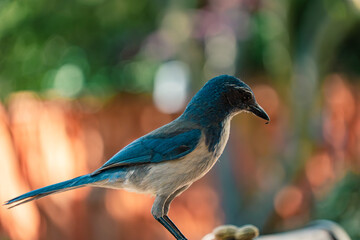 California blue scrub jay bird close up 