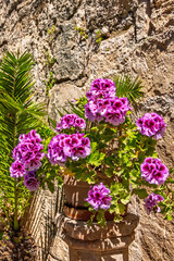 Pink garden flower in terracotta pot in the sunshine by a house wall
