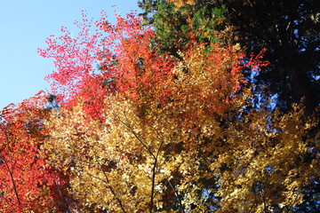 二色の紅葉