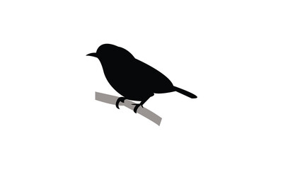 Ambon white-eye bird Silhouette Design  And Vector Illustration. 