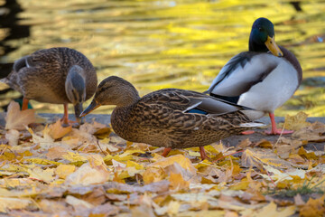 ducks in autumn close up