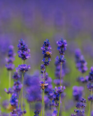Naklejka premium Blooming lavender field in the open air. Floral background. Landscape with purple flowers. Fragrant landscape on a summer day. Plant that attracts bees and insects. Landscape meadow.