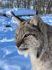 Close-up portrait of a lynx in snow