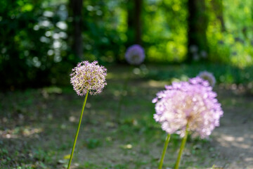 Forest landscape with purple Giant Allium (Allium giganteum, Giant onion) flowers in full bloom in early summer
