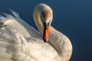 Schwan aggressiv