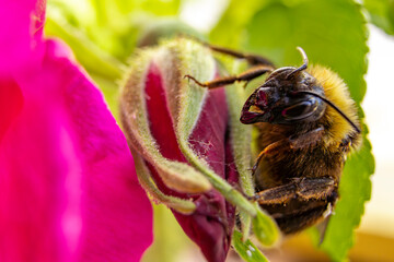 Auge in Auge mit der Hummel auf Apfelrose