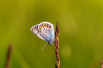 Bl&auml;uling - Allg&auml;u - Schmetterling - Nahaufnahme