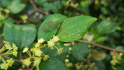 Group of Red Ants on Green Leaf Near Yellow Flowers.