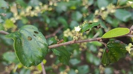Red Ant on Branch with Green Leaves and Small White Flower.