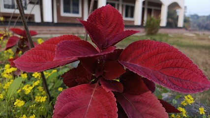 Close-Up of Red Leafy Plant in Front of a Building.