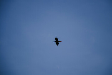 It is a peaceful Japanese city