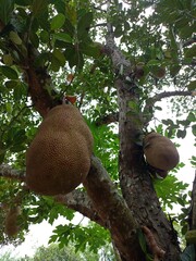 Jack tree is a place where jackfruits grow,A large scale of jackfruits hanging on the tree. Jackfruit is the national fruit