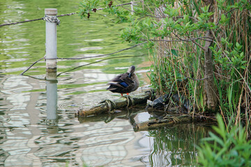 It is a peaceful Japanese city