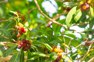 午後の日差しにキラキラと輝くヤマモモの実 ― 初夏の果実と緑のコントラスト｜Japanese Bayberry Fruits in Afternoon Sunlight – Early Summer Contrast of Red and Green