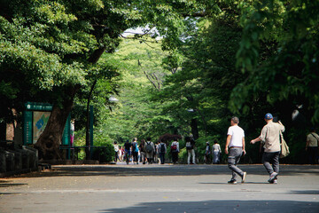 Go on a trip to Japan