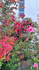 plantas con las flores rosas 