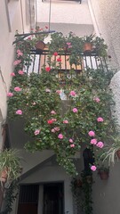  balcón con geranios enormes  rosas 